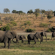 Imagen para el artículo titulado Nadie sabe cómo han muerto más de 150 elefantes de Botswana en dos meses